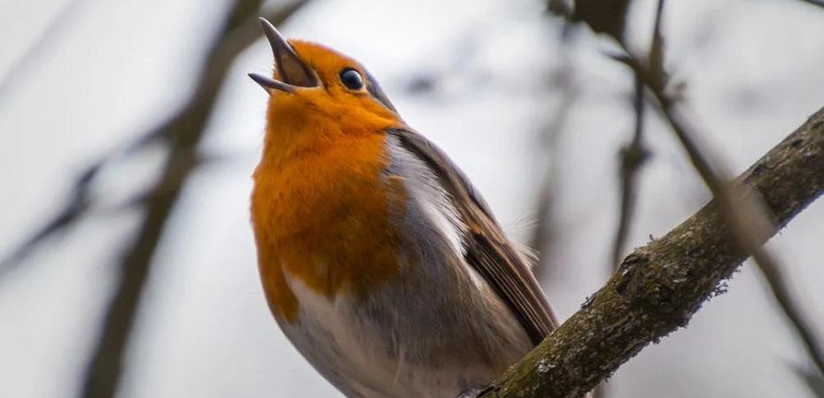 Comment Reconnaître les Chants d’Oiseaux ? | Superprof