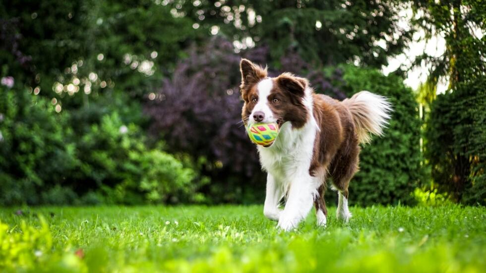 Un chien avec une balle dans la gueule dans un jardin