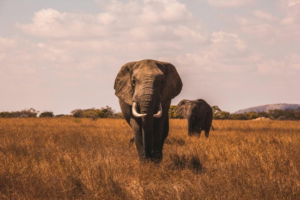 Deux éléphants dans la savane