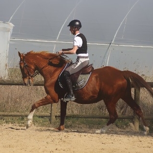 Adrien - Prof d'équitation - La Rochelle