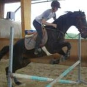 Johann - Prof d'équitation - Halloy