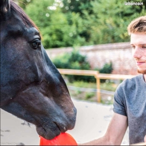 Paul - Prof d'équitation - Guillaucourt