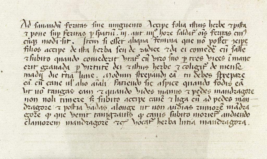 Le Participe Passé Passif en Latin Superprof