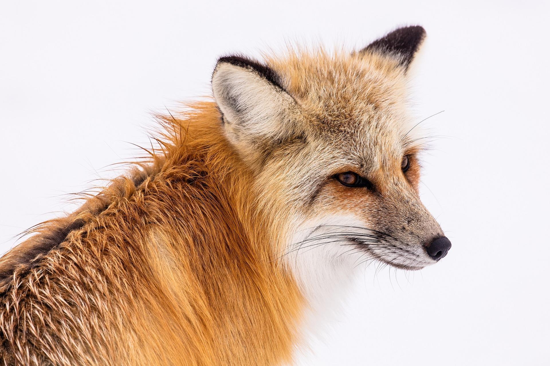 Le Renard De Morlange Résumé Chapitre 7 Fiche de lecture : Alain Surget | Superprof