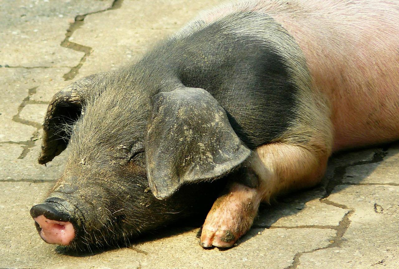 Le Cœur du Porc Avant et Après la Dissection Superprof