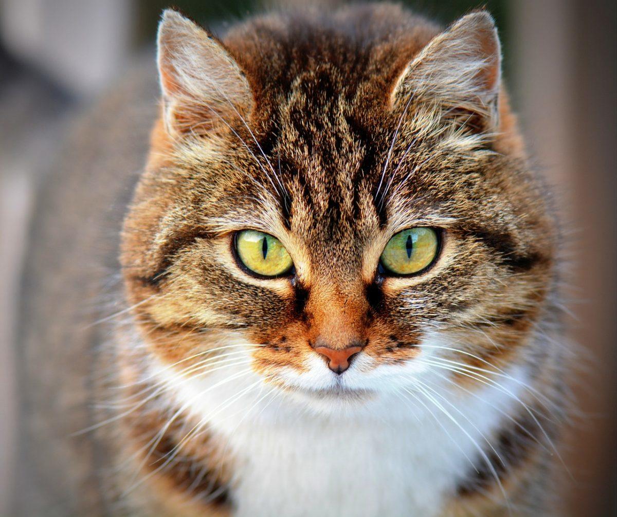 Commentaire Personnel Sur Les Chats Superprof