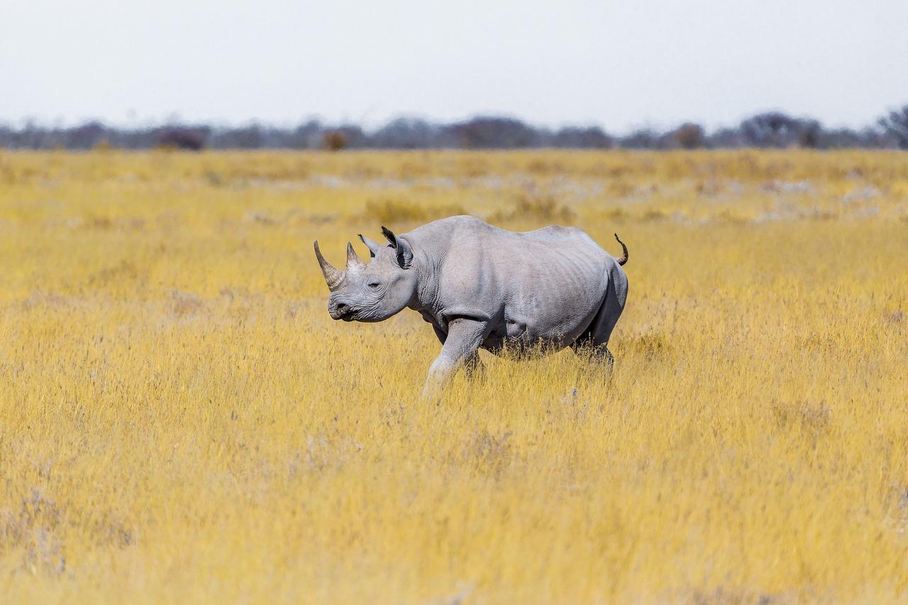 Rhinoceros De Ionesco Resume