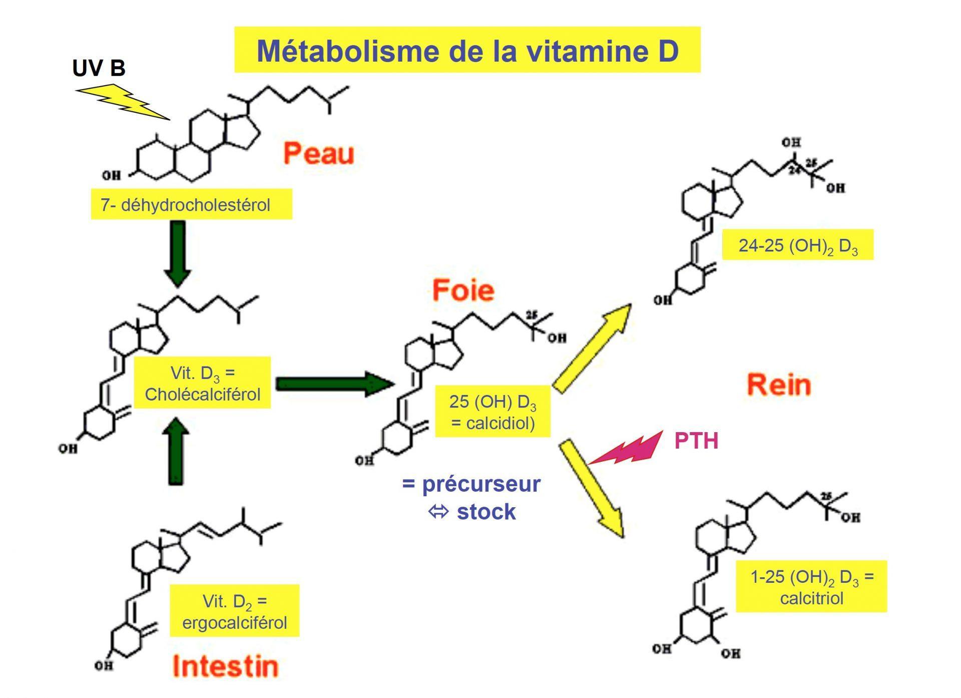 La Calcitonine Superprof la-calcitonine-superprof
