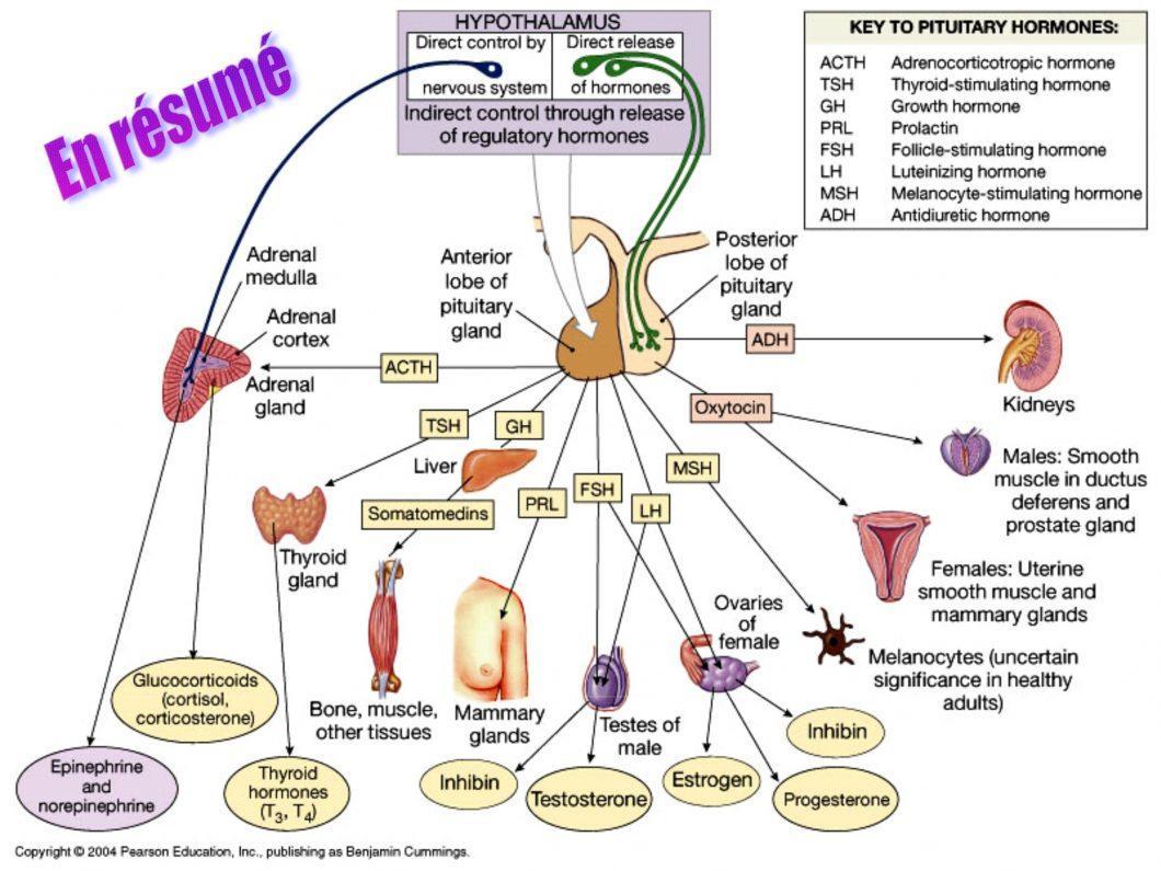le-complexe-hypothalamo-hypophysaire-superprof