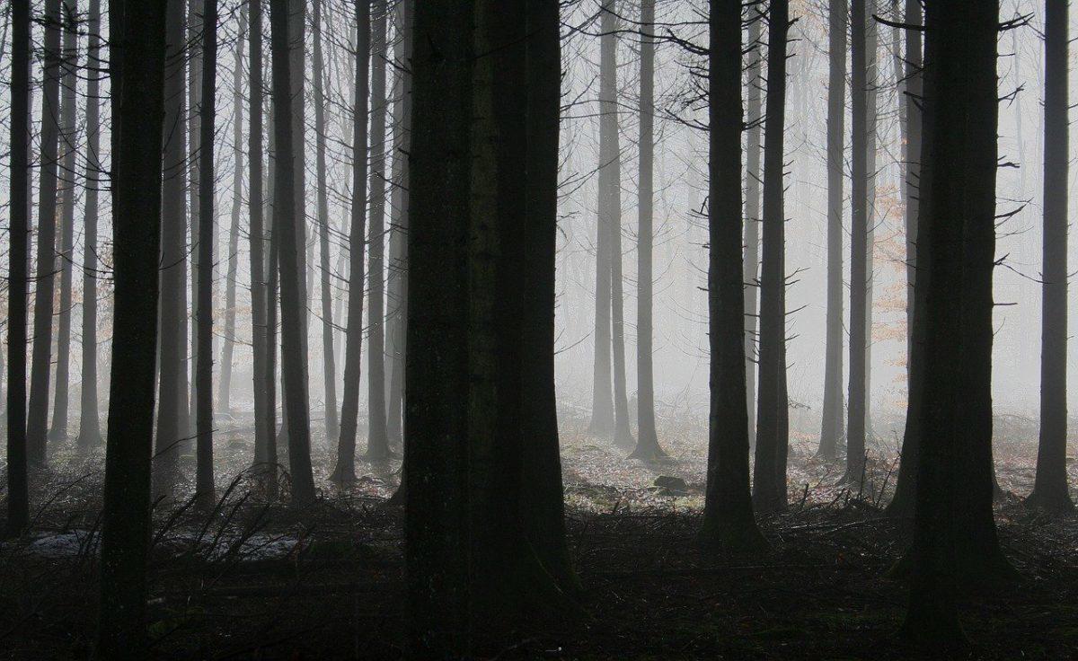 Récit de Maupassant : La Peur | Superprof