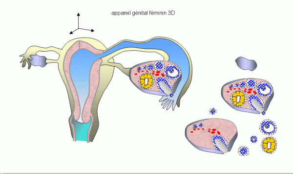 L'appareil génital féminin en 3D.