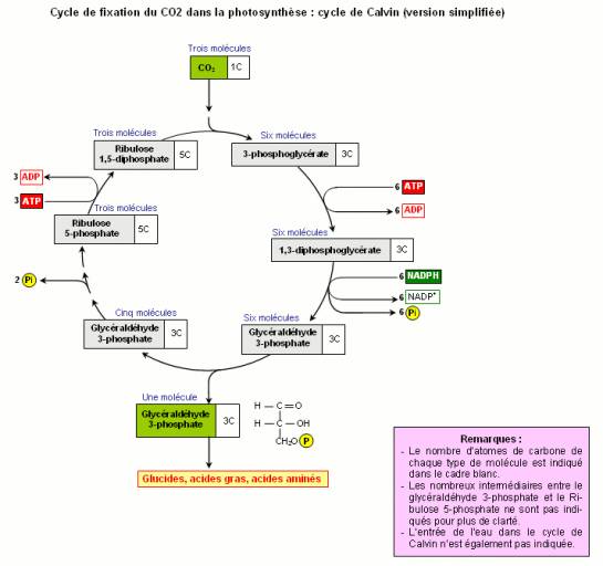 Diagramme Du Cycle De Calvin Photosynthèse, Cycle De Calvin