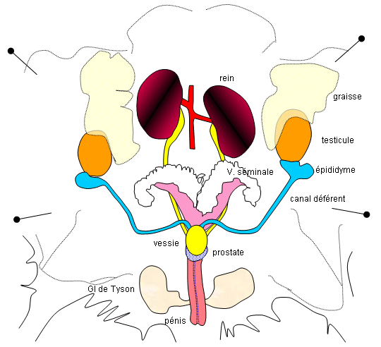 L appareil Urog nital l-appareil-urog-nital