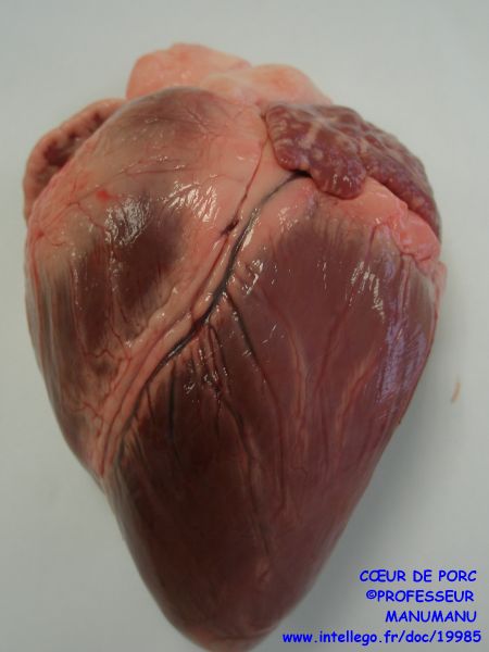 Le Bloc Cardiaque Du Cochon En Dissection Superprof
