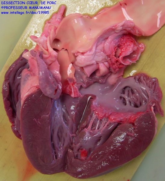 Dissection Du Cœur Et De La Croisse Aortique Du Porc